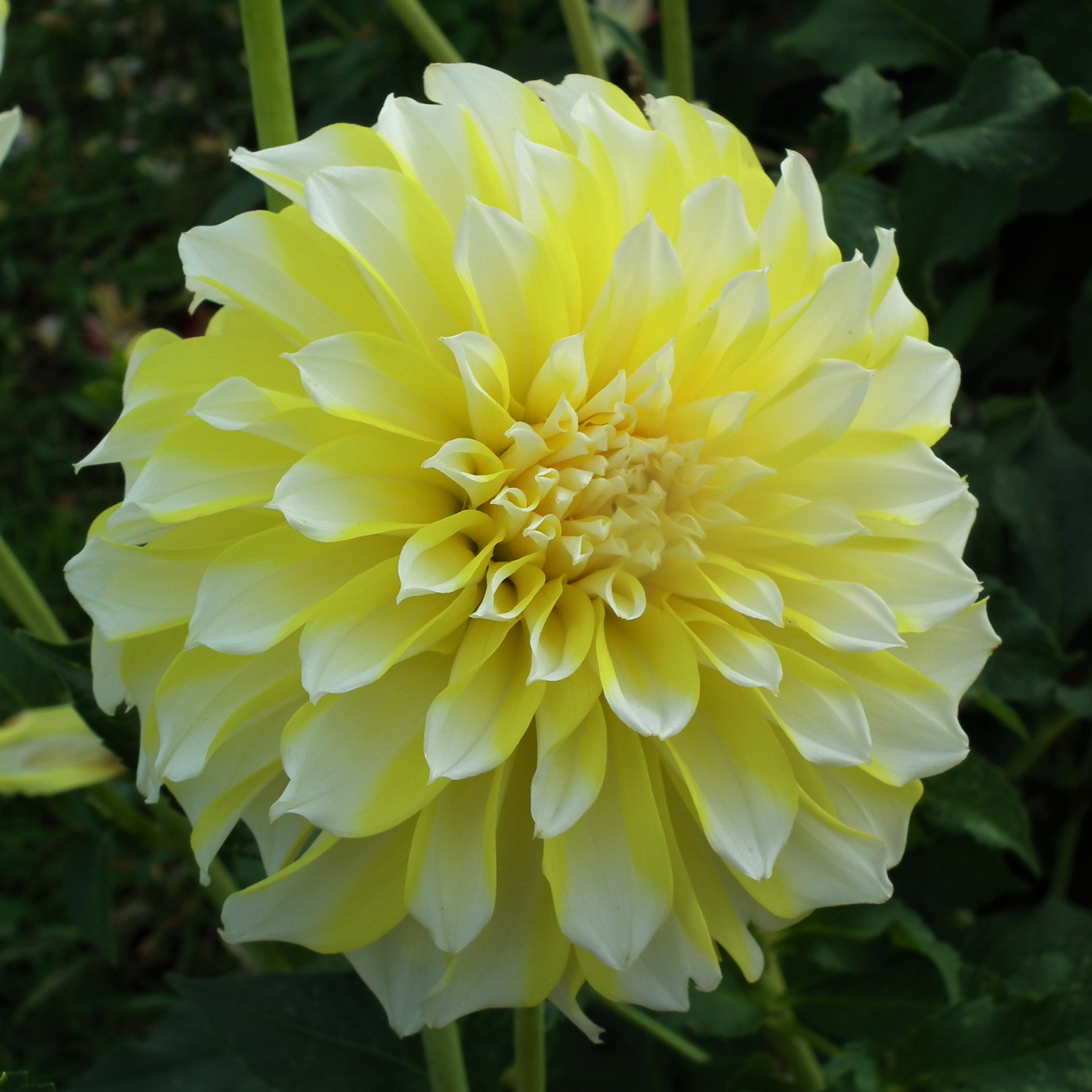 Dahlia hollyhill Lemon Ice